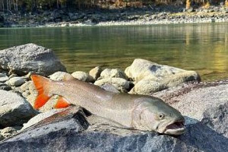 Рыболовный осенний тур «Красоты средней Катуни».